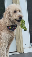 Oakley