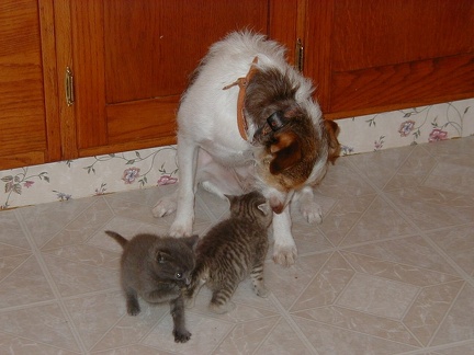 EDwithKittens