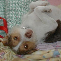 LazyEd