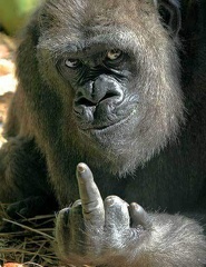 Ape finger