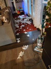 The Dogs Have Struck Again!!